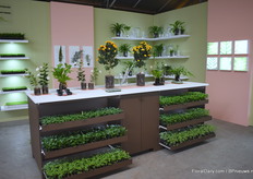 Arrived at the site of Zonnebloem youngplants you could see all three companies. Zonnebloem Youngplants, Henk Braam Ferns and Micro Ferns.